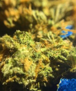 Jack herer