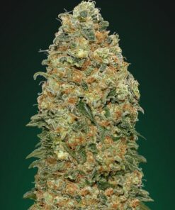White Widow